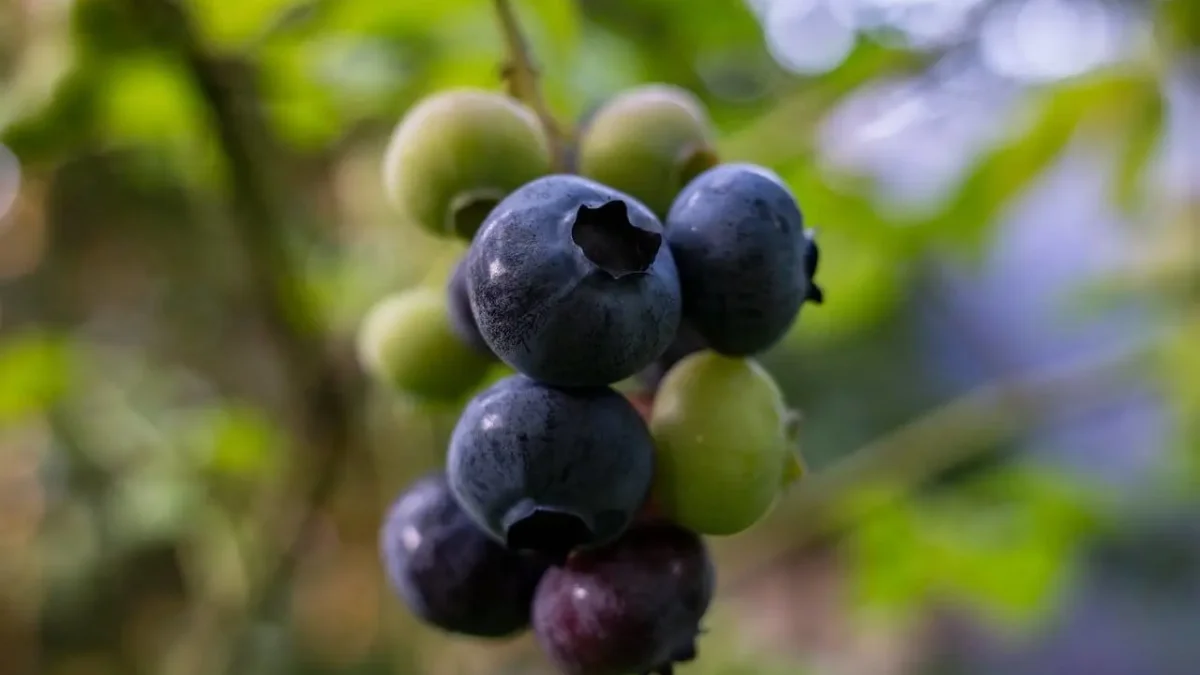 Czy w ciąży można jeść borówki?