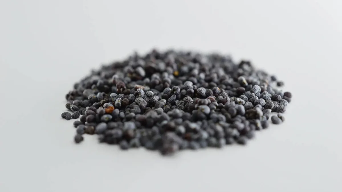 Czy w ciąży można jeść mak? Zobacz, czy to bezpieczne dla dziecka!